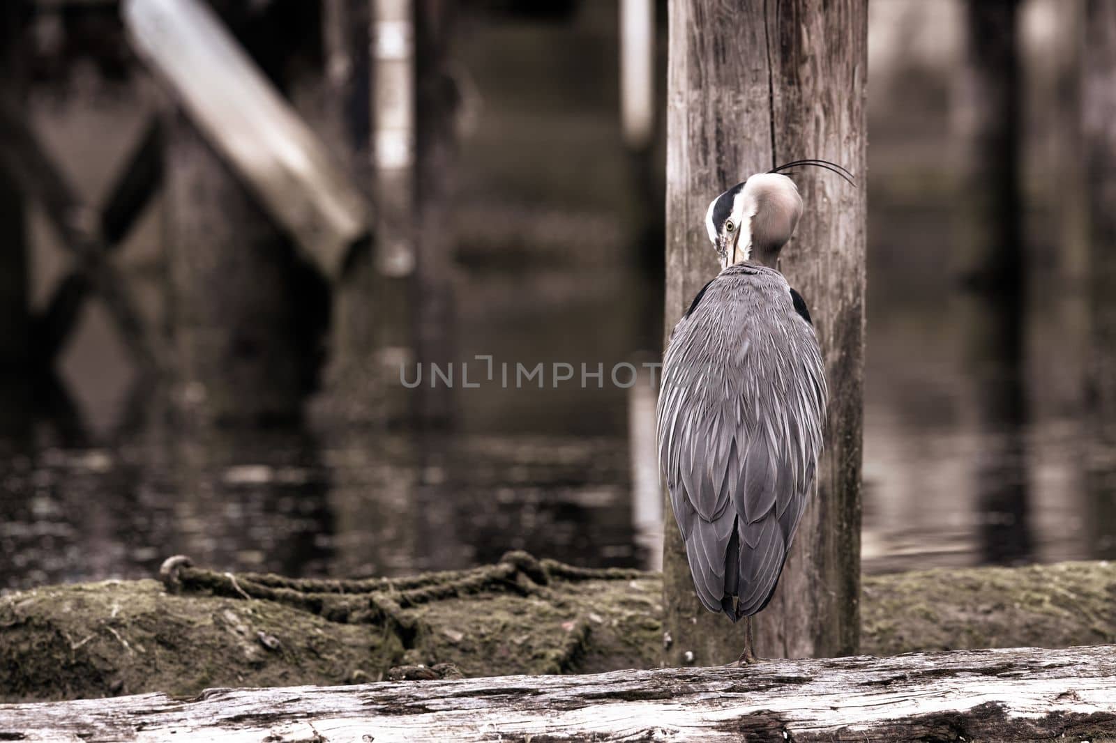 Great Blue Heron preening and cleaning its feathers while standing on a log by Granchinho