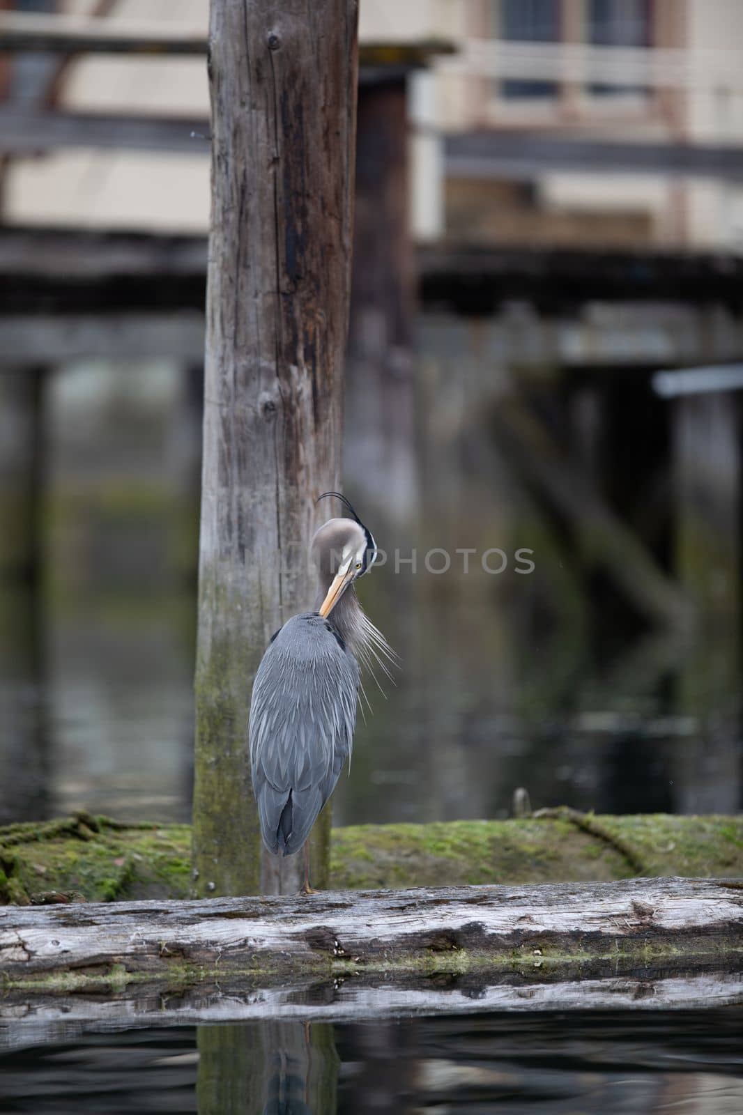 Great Blue Heron preening and cleaning its feathers while standing on a log, Cowichan Bay, British Columbia, Canada