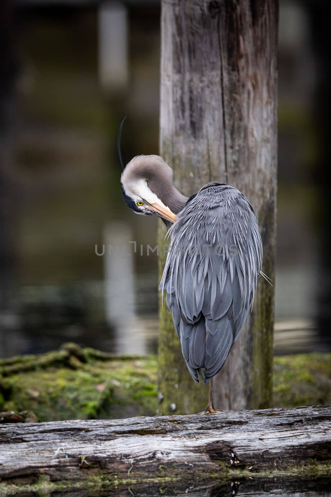 Great Blue Heron preening and cleaning its feathers while standing on a log, Cowichan Bay, British Columbia, Canada