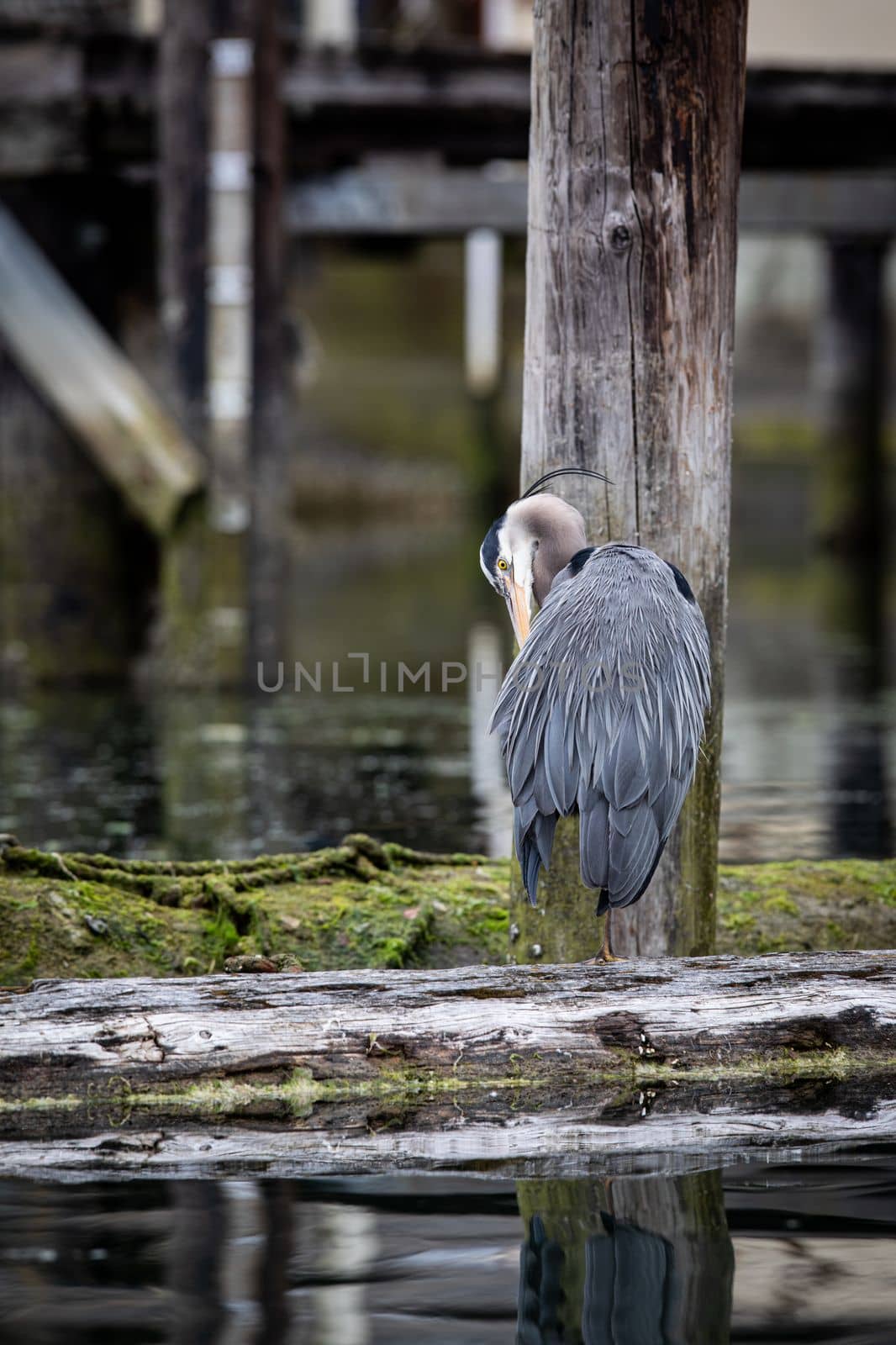 Great Blue Heron preening and cleaning its feathers while standing on a log, Cowichan Bay, British Columbia, Canada