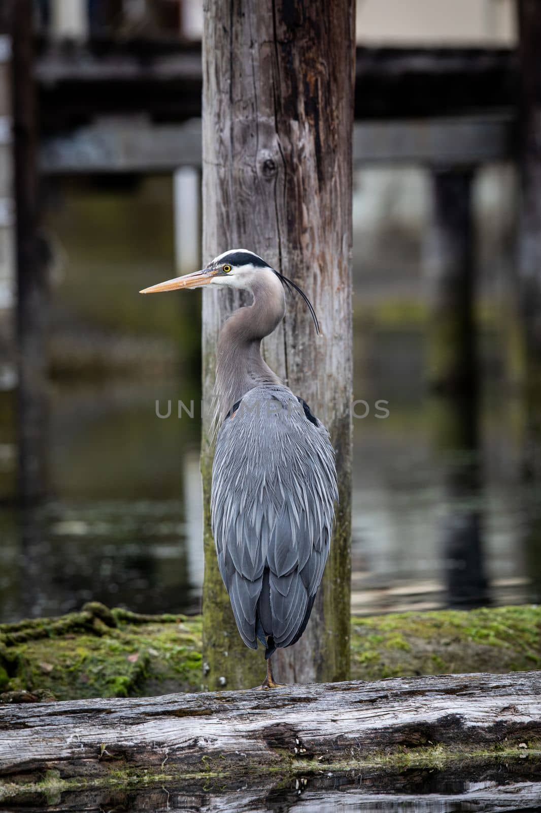 A Great Blue Heron standing on a log while looking around by Granchinho
