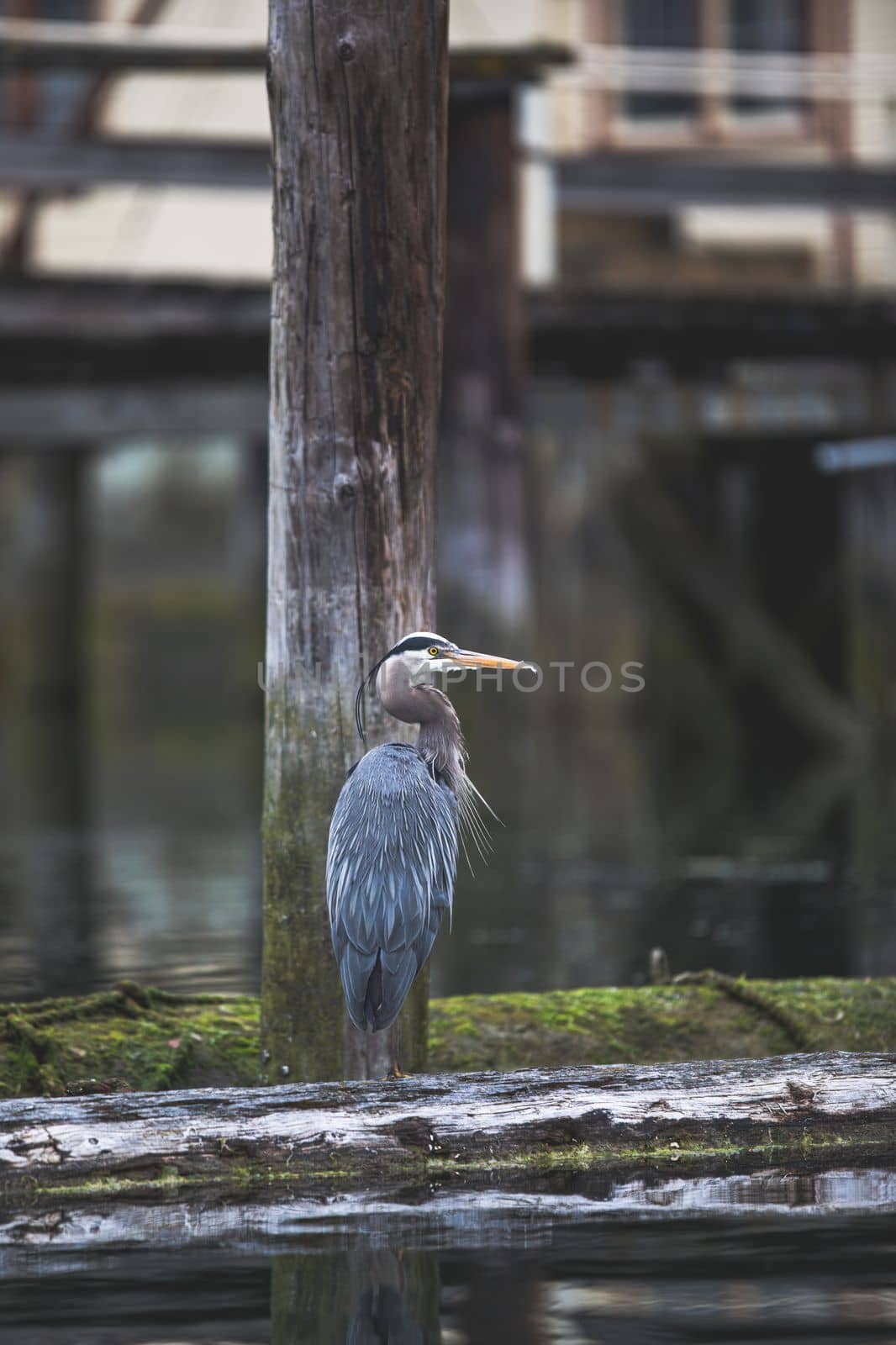 A Great Blue Heron standing on a log while looking around by Granchinho