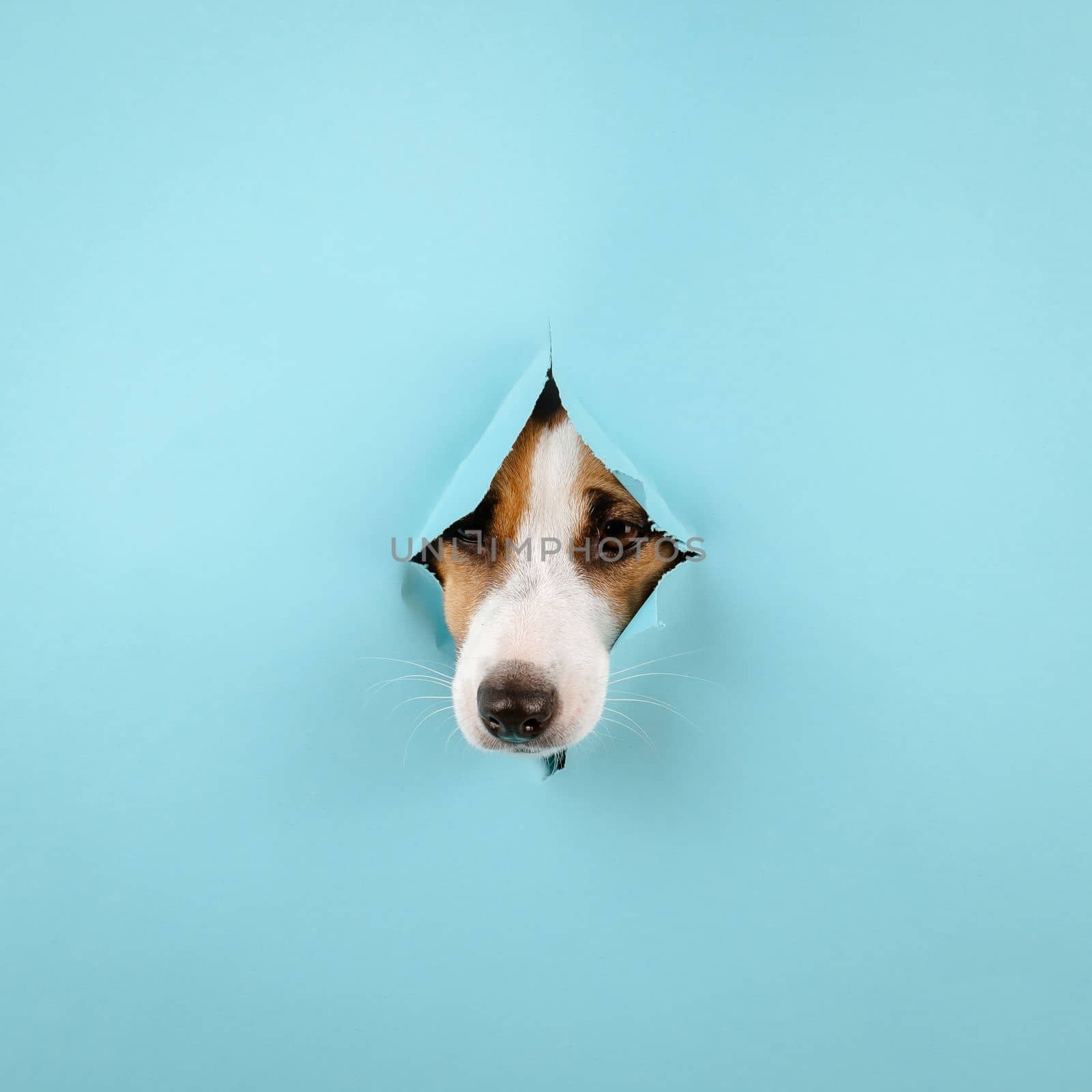 Dog nose from a hole in paper blue background. Copy space. by mrwed54