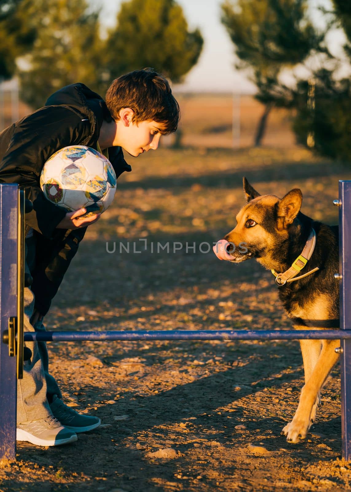 Funny obedience dog expression sticking out tongue and looking child owner who is teaching how to jump over obstacles.