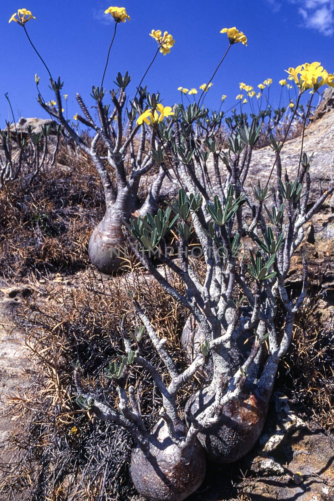 Elephant's Foot Plant (Pachypodium rosulatum), Isalo National Park, Fianarantsoa, Madagascar, Africa