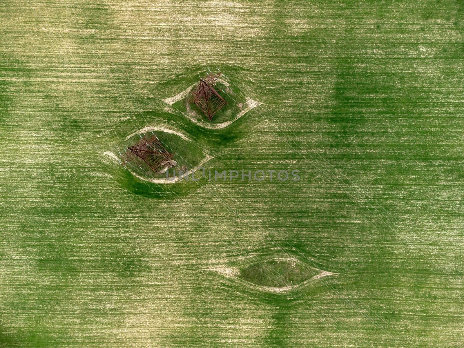 Green wheat field in countryside, close up. Field of wheat blowing in the wind at sunny spring day. Young and green Spikelets. Ears of barley crop in nature. Agronomy, industry and food production