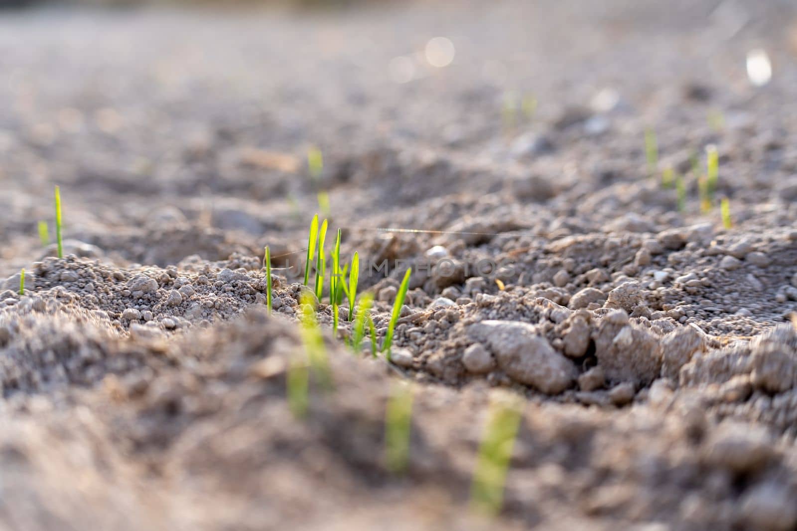 Young plants of winter wheat. Young wheat crop in a field. Field of young wheat, barley, rye. Young green wheat growing in soil