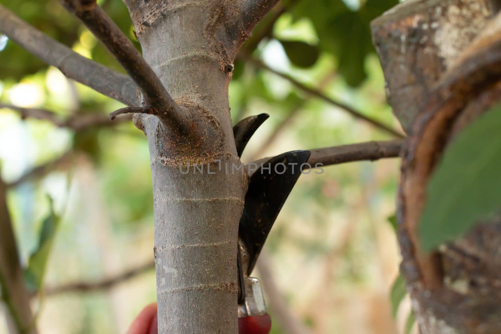Gardener pruning fruit trees with pruning shears by Matiunina