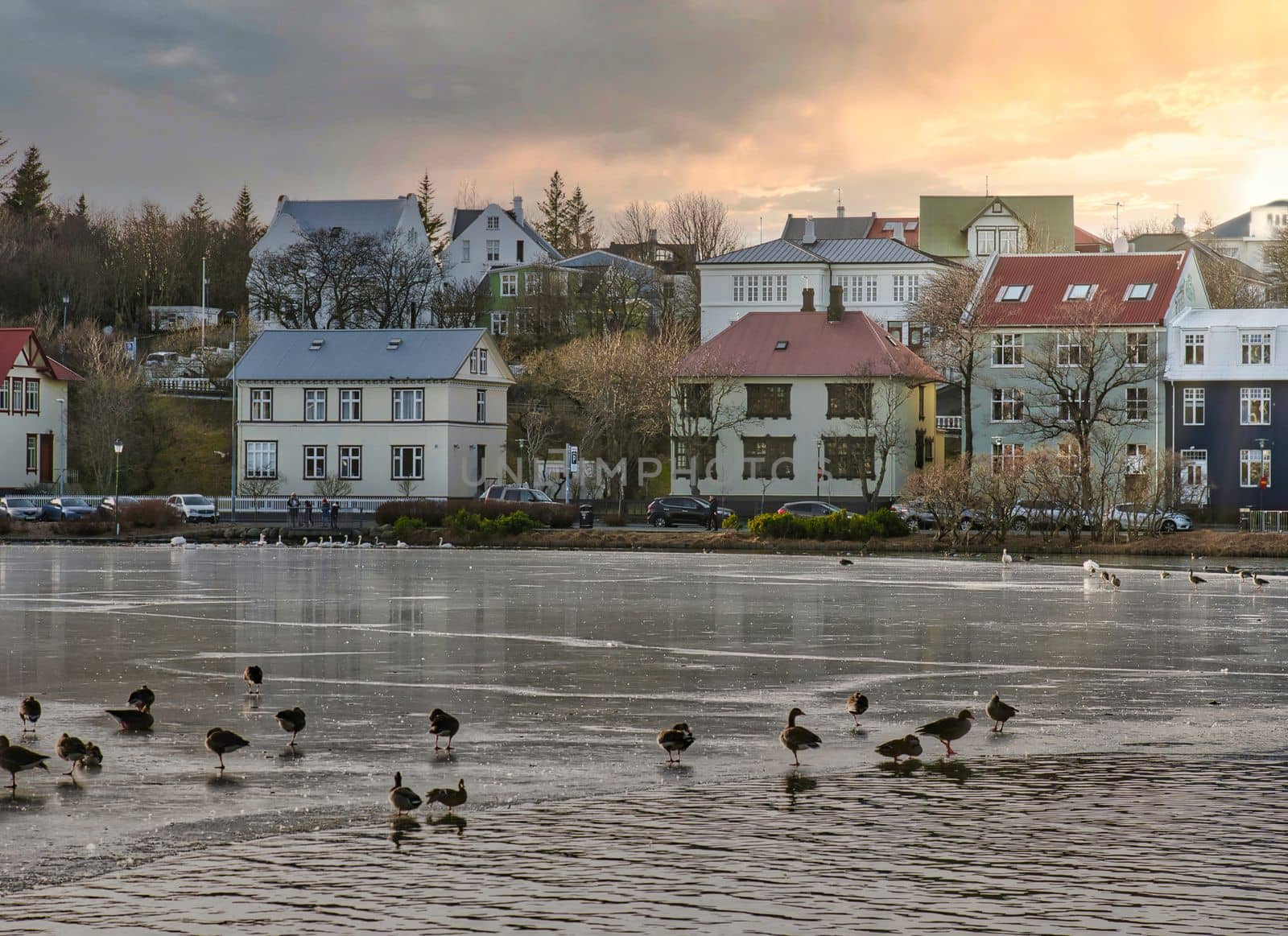 White swans and colored ducks swimming on city lake in Rejkjavik, Iceland by artofphoto