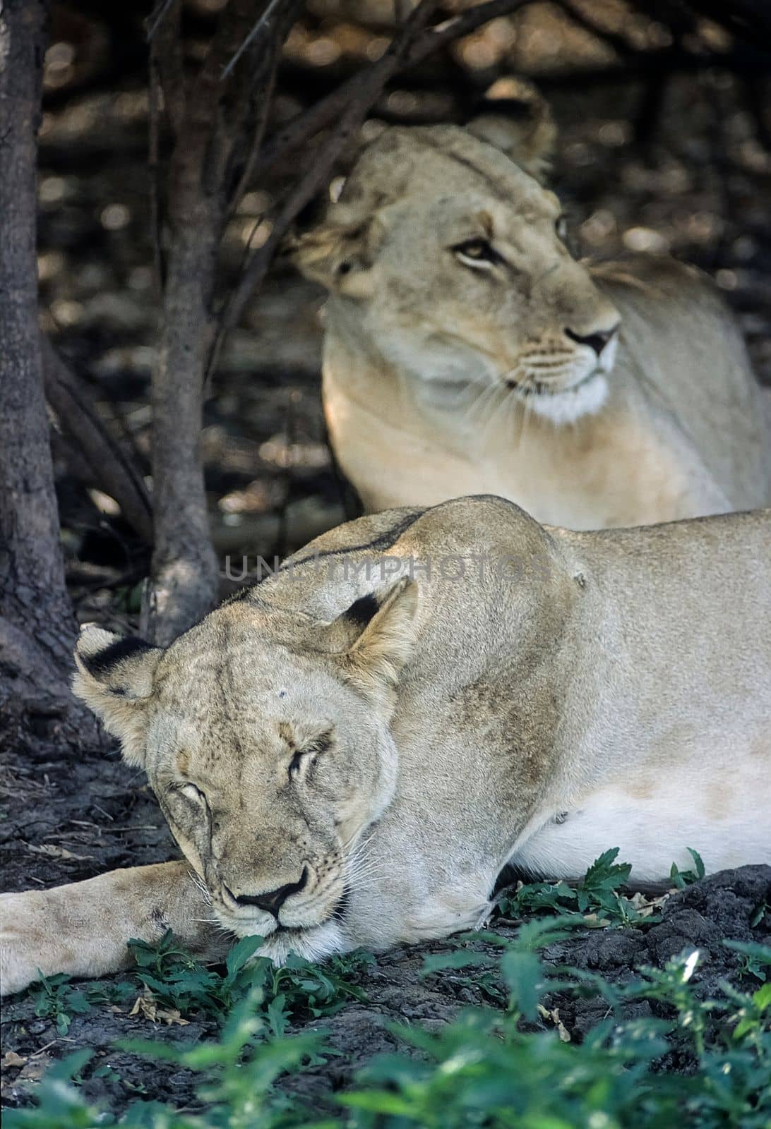 Lion (Panthera leo), Selous Game Reserve, Morogoro, Tanzania, Africa