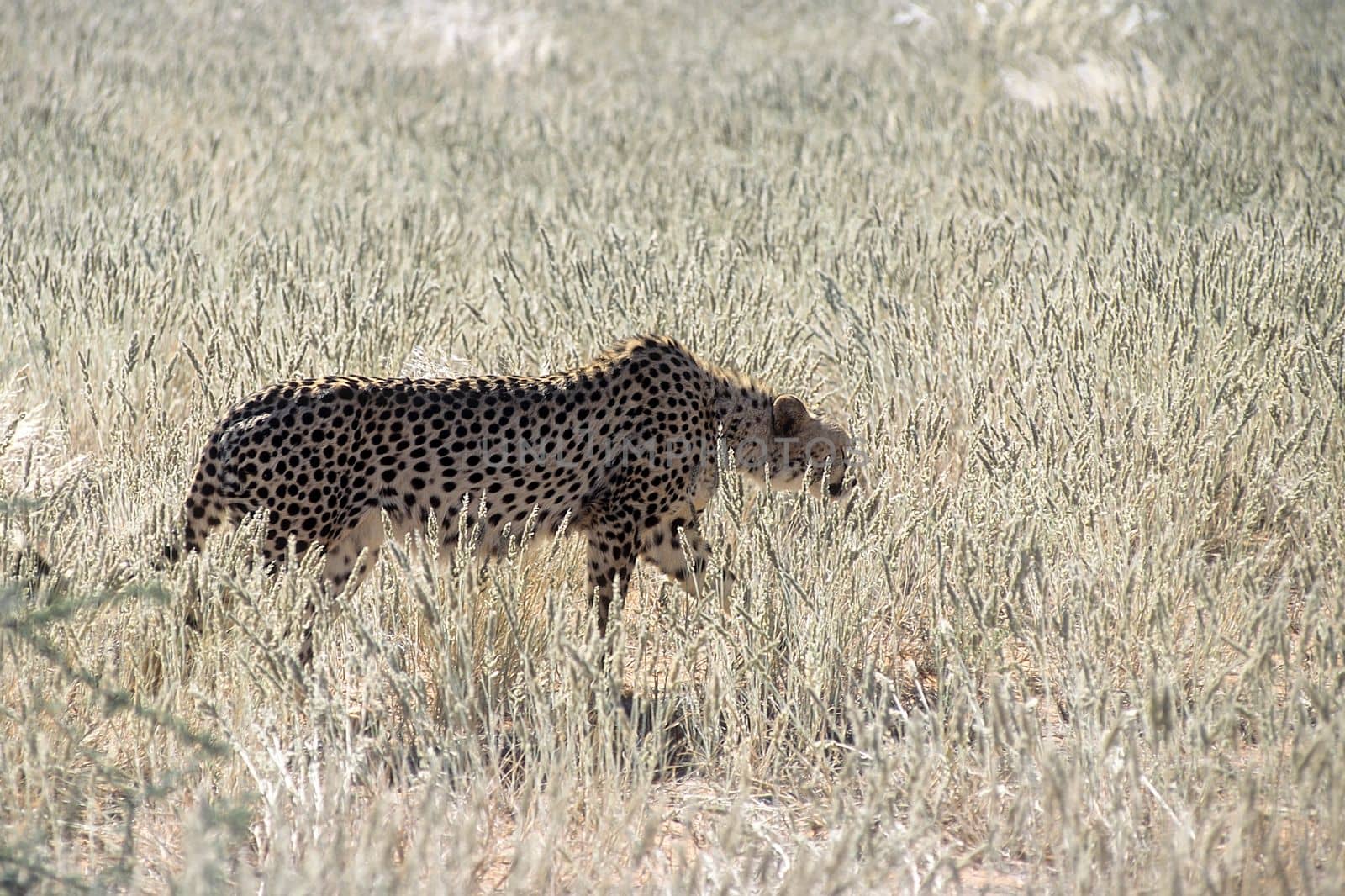 Cheetah (Acinonyx jubatus), Africa, Namibia, Hardap, Kalahari