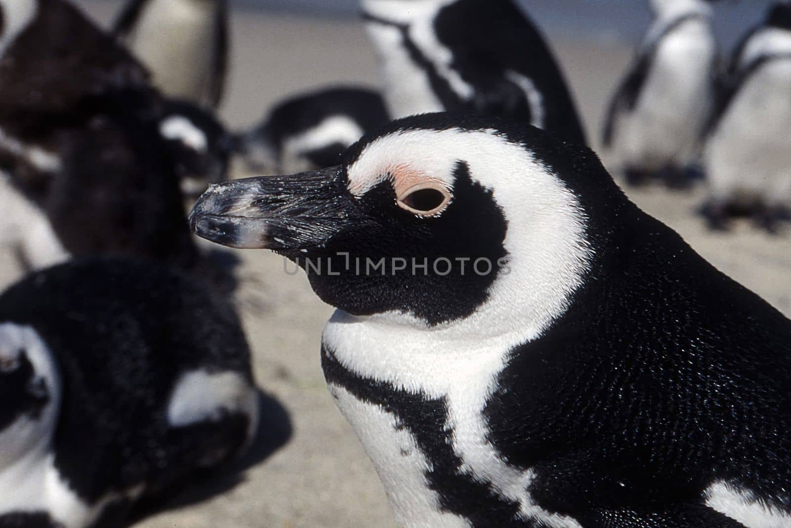 Jackass Penguin (Spheniscus demersus), Simon's Town, Western Cape, South Africa