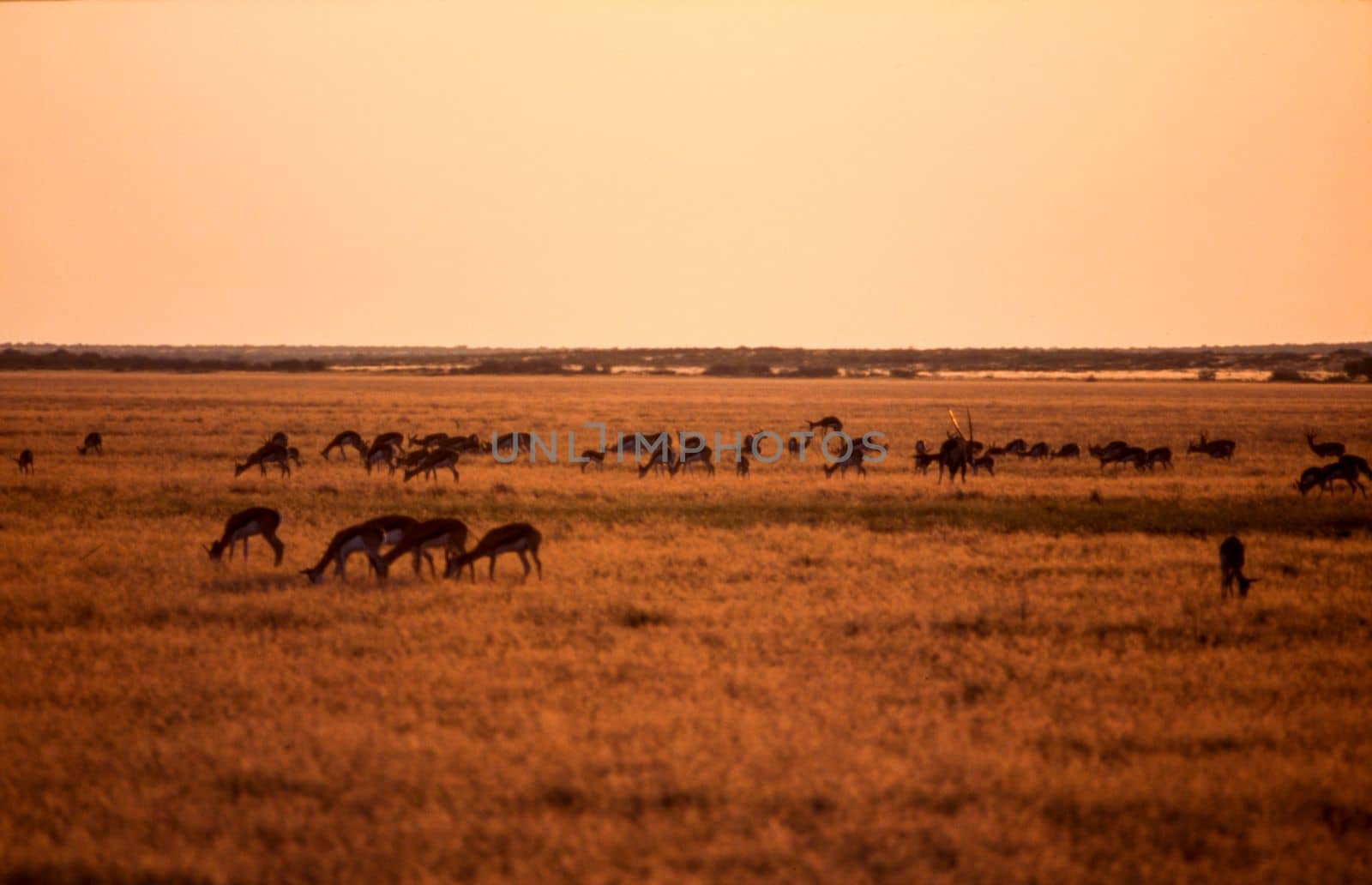 Springbok (Antidorcas marsupialis), Central Kalahari Game Reserve, Ghanzi, Botswana, Africa