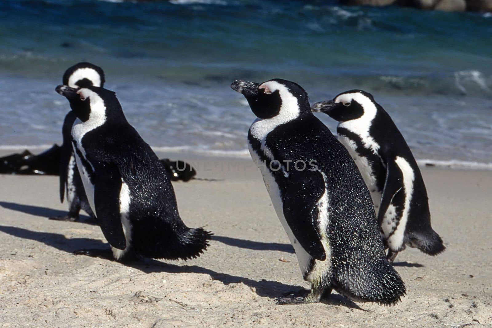 Jackass Penguin (Spheniscus demersus), Simon's Town, Western Cape, South Africa