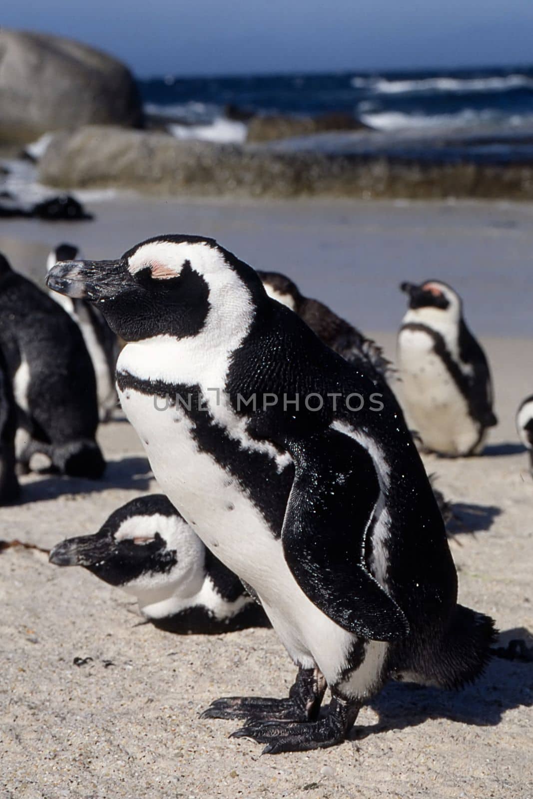 Jackass Penguin (Spheniscus demersus), Simon's Town, Western Cape, South Africa