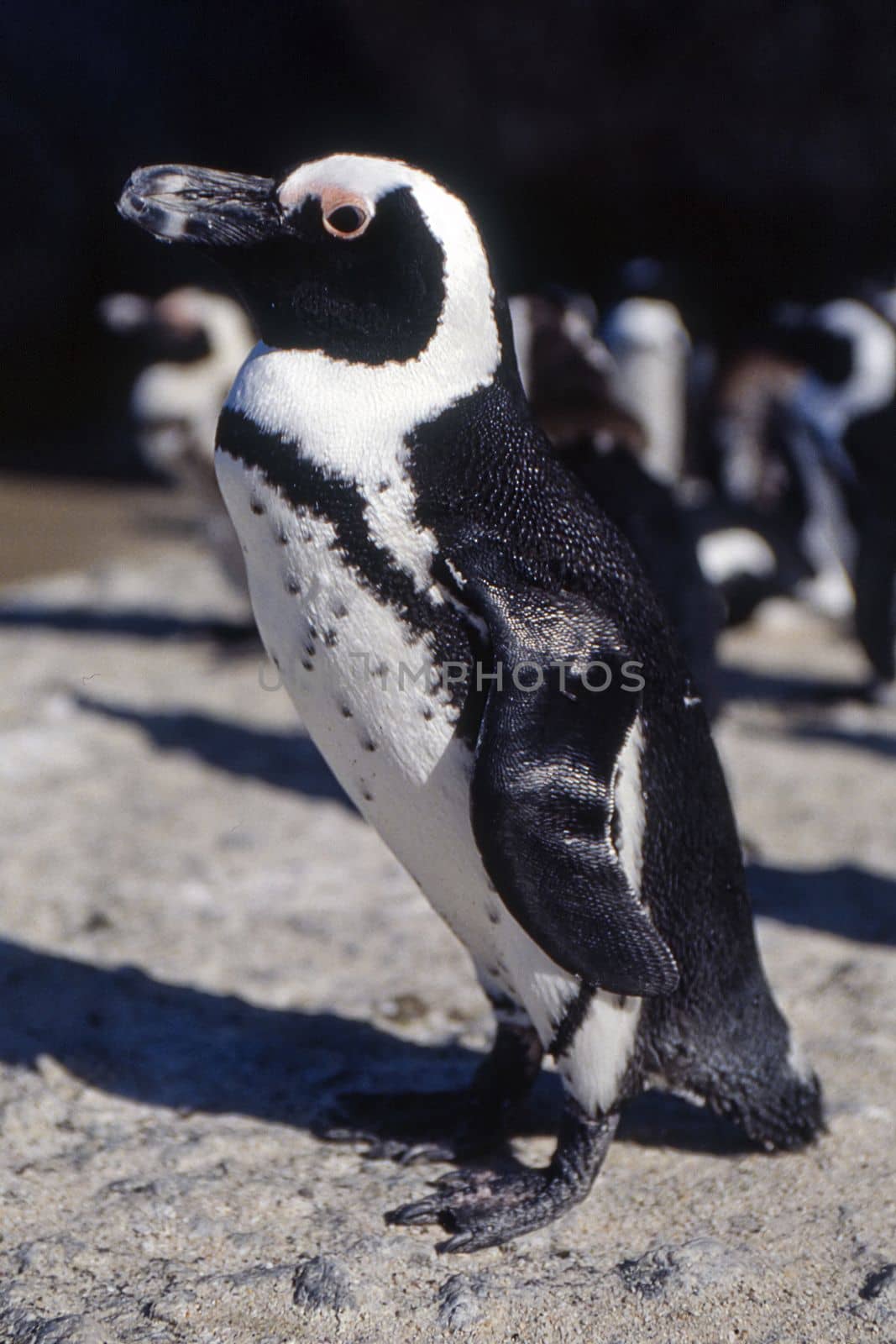 Jackass Penguin (Spheniscus demersus), Simon's Town, Western Cape, South Africa