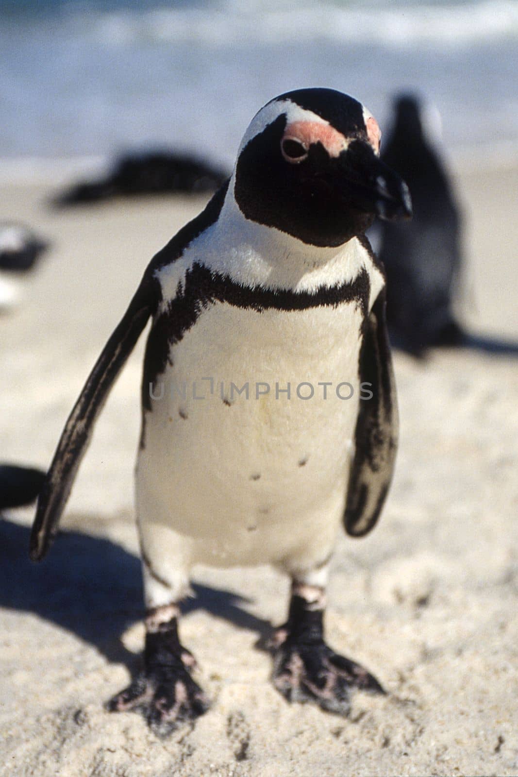 Jackass Penguin (Spheniscus demersus), Simon's Town, Western Cape, South Africa