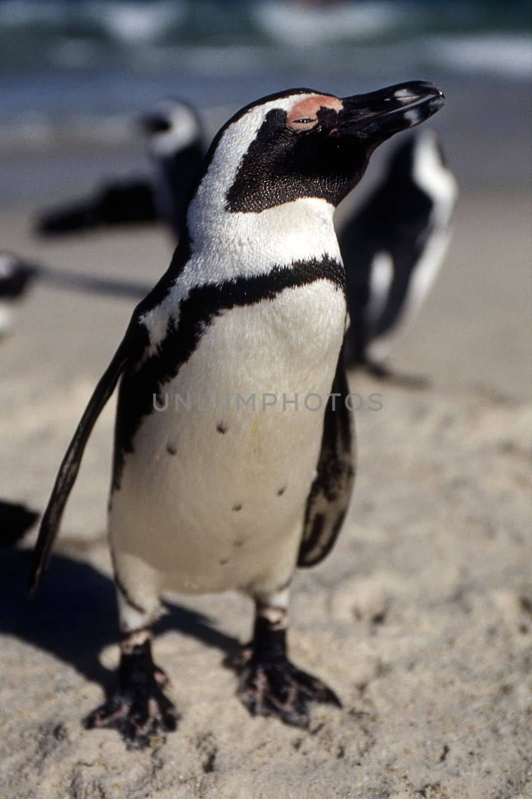 Jackass Penguin (Spheniscus demersus), Simon's Town, Western Cape, South Africa