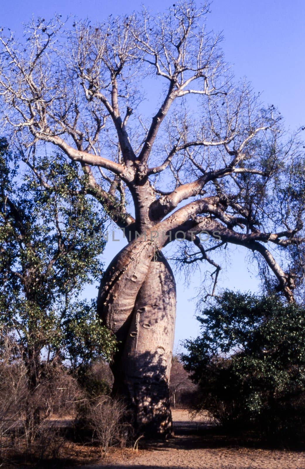Baobab in Love, Giant Baobab,Avenue du Baobab, Morondava, Madagascar, Africa