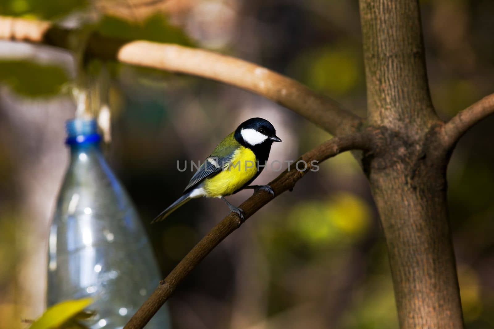 blue tomtit in park near manger