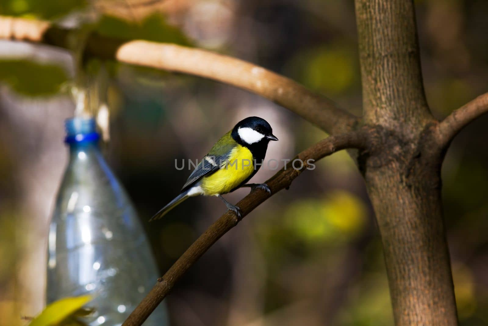 blue tomtit in park near manger