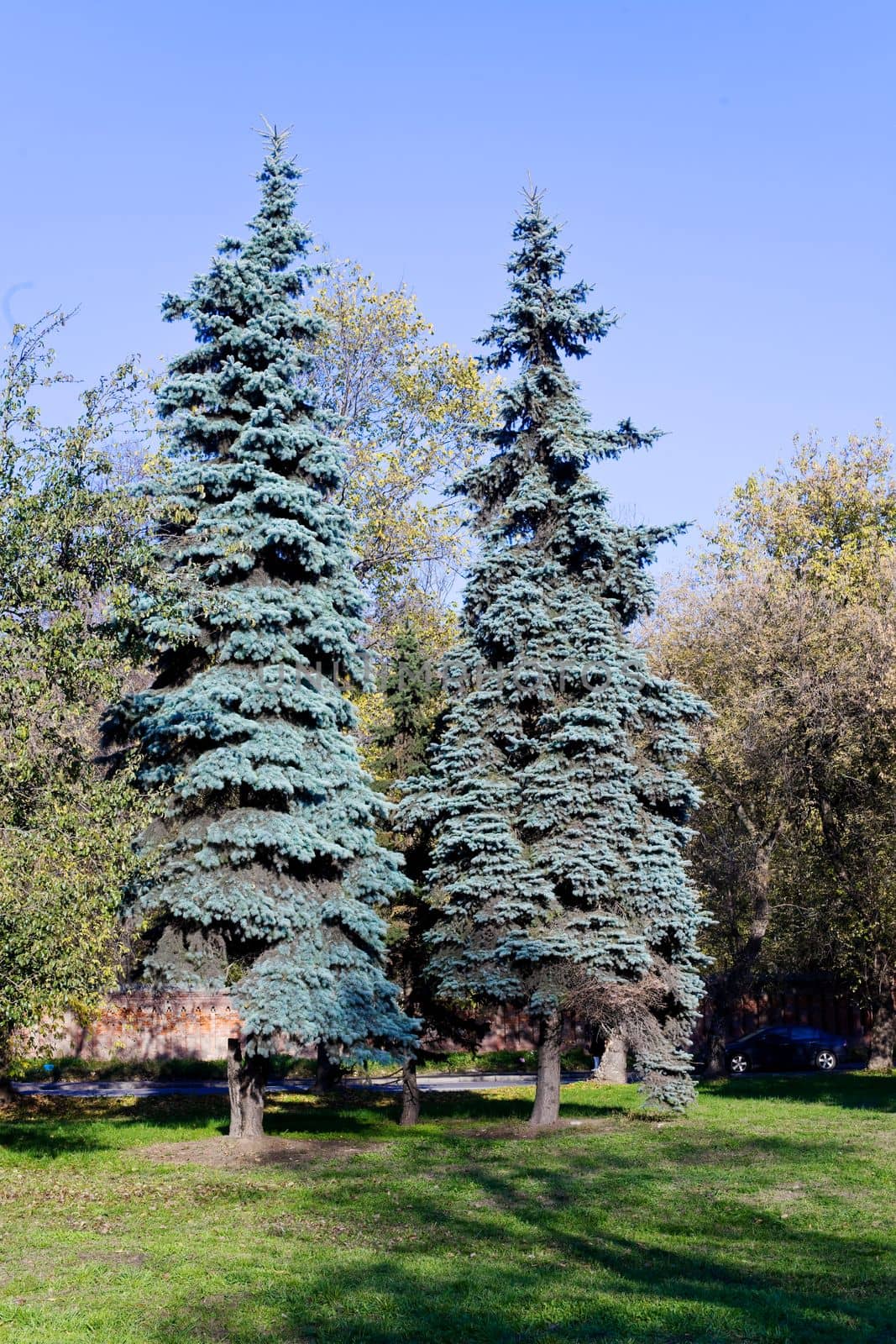 two blue spruce in autumn park