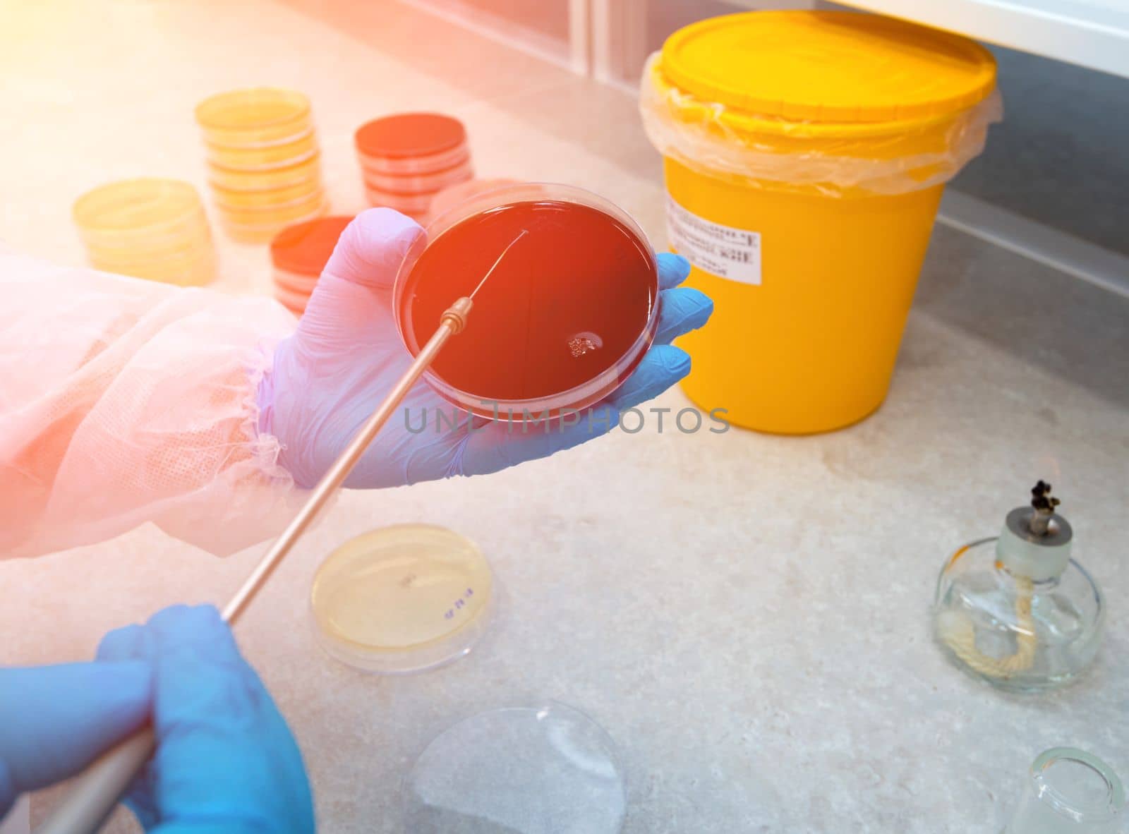 Rear view of a laboratory technician seeding bacteria on a petri dish while standing in the laboratory.