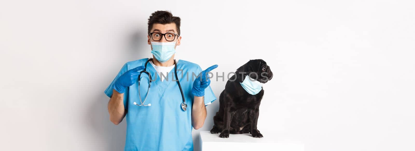 Small black pug dog in medical mask looking left at copy space while sitting near doctor veterinarian in vet clinic, standing over white background.