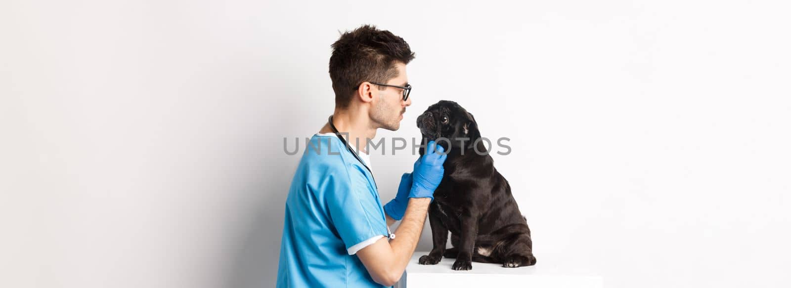 Handsome doctor veterinarian examining cute black pug dog at vet clinic, standing over white background by Benzoix