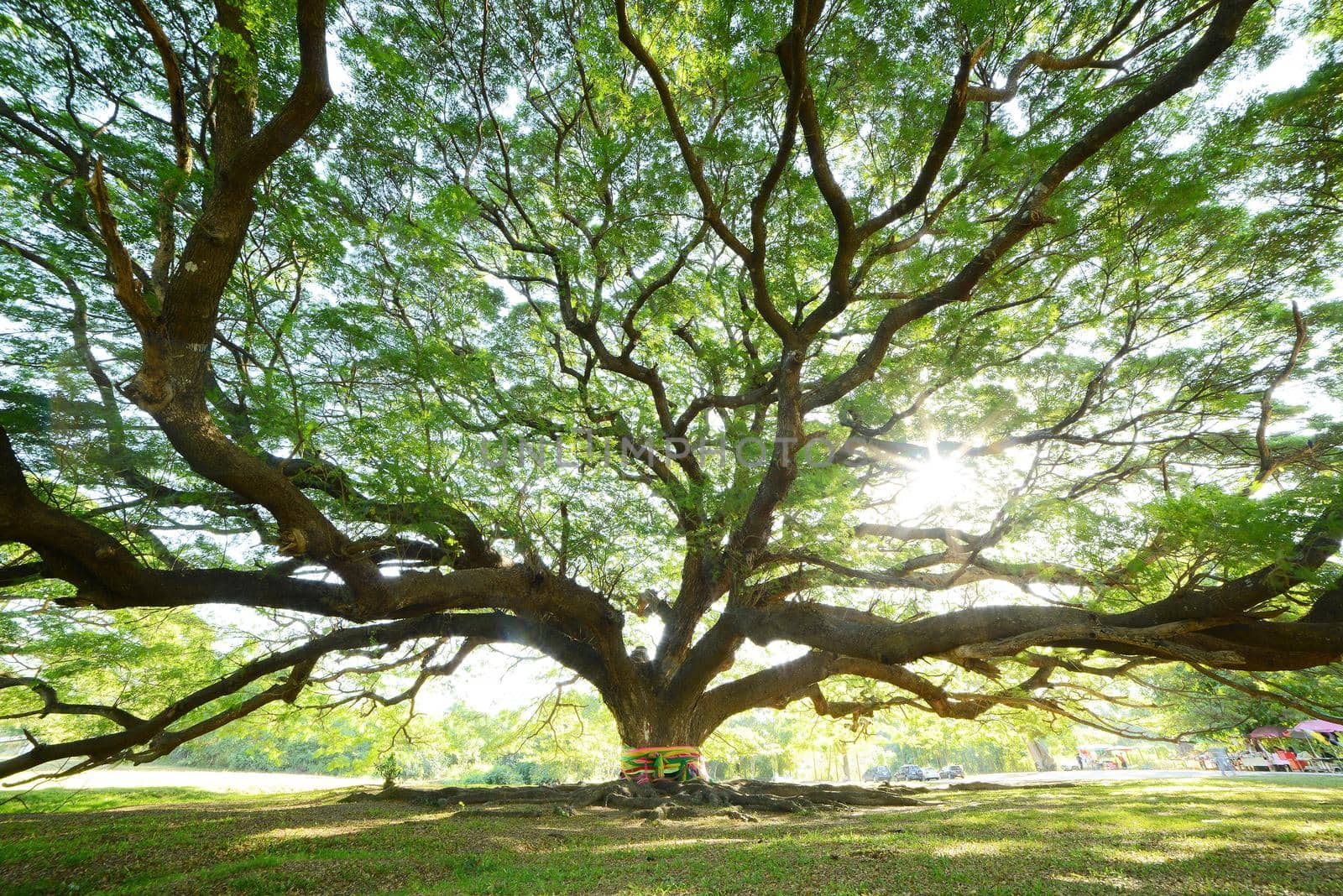 the big tree in thailand with branch