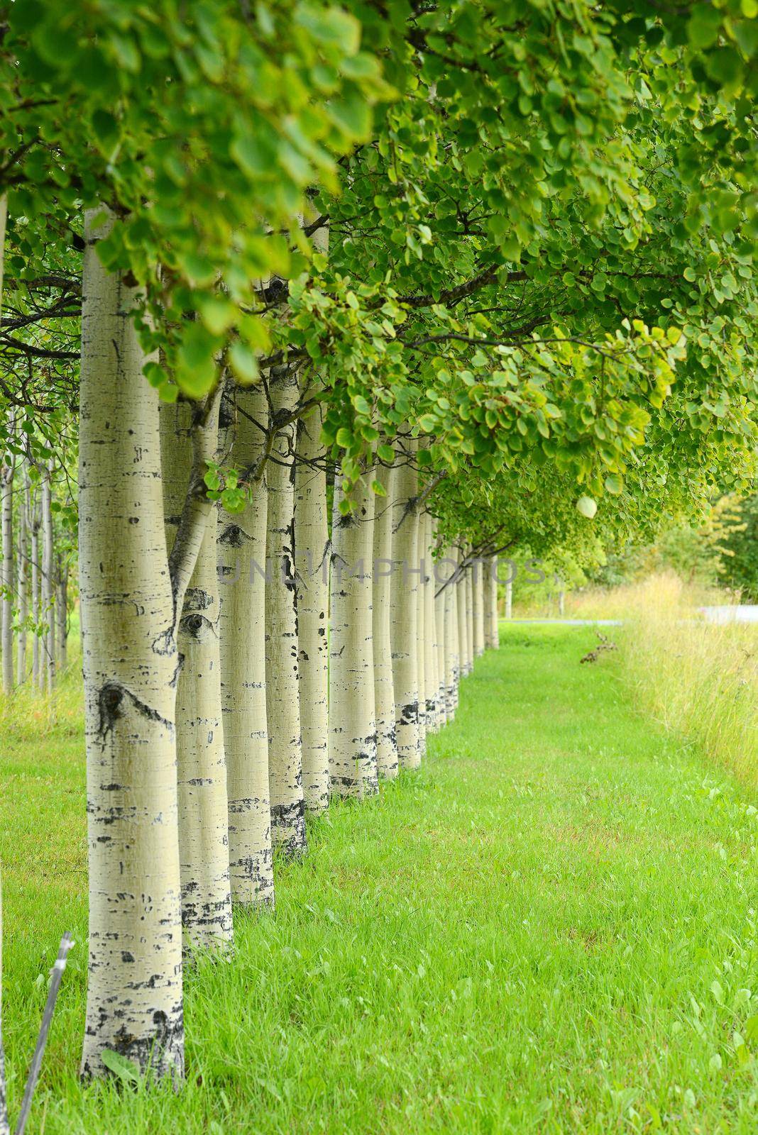 row of aspen tree in summer