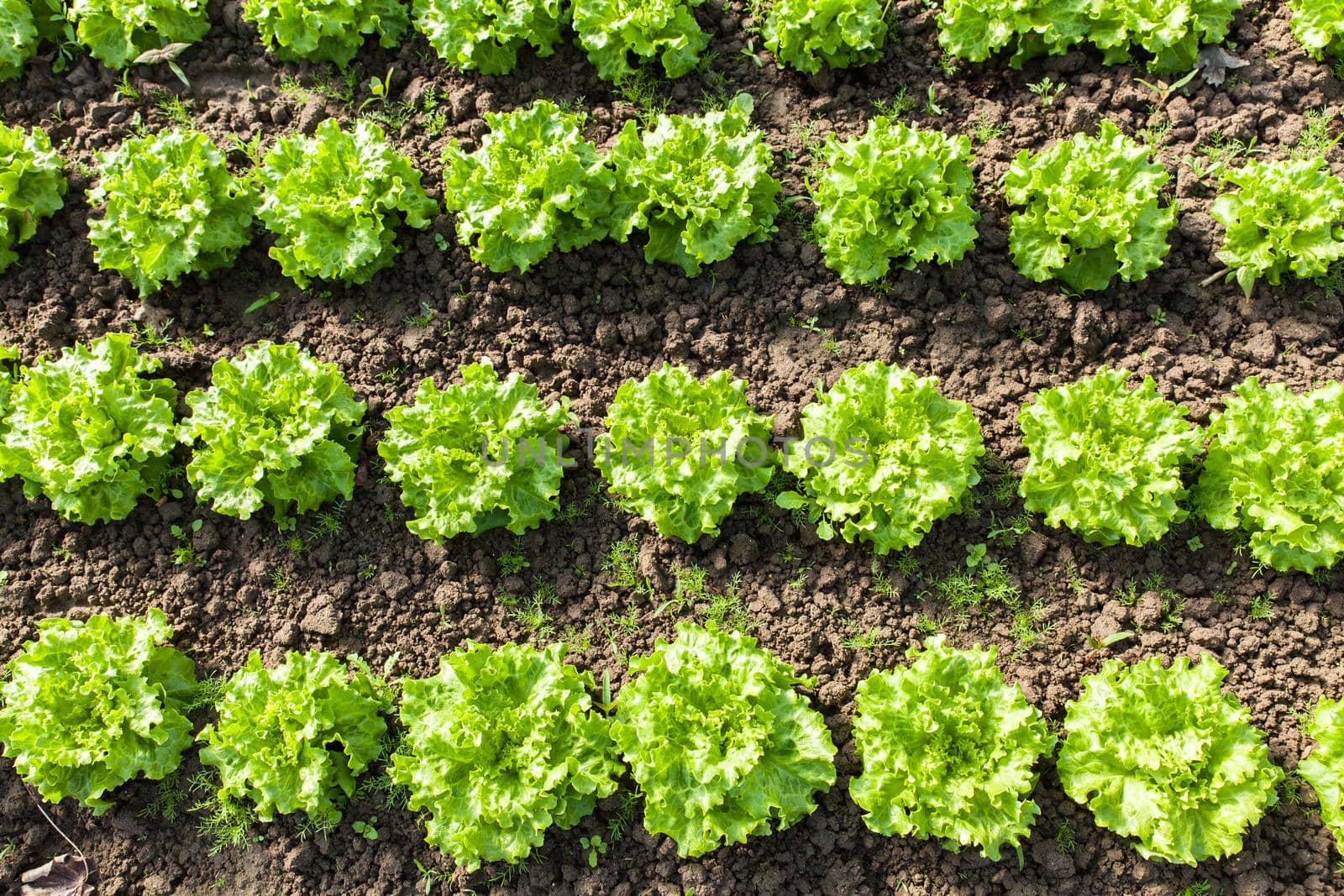 culture of organic salad in greenhouses