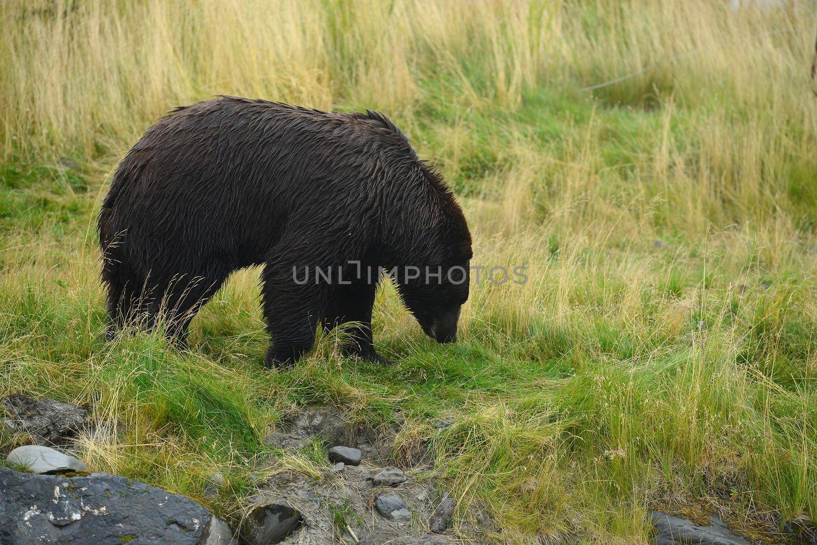 black bear in alaska