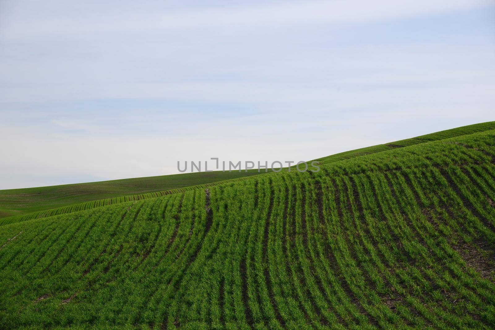 rolling hill of wheat farm land in palouse washington