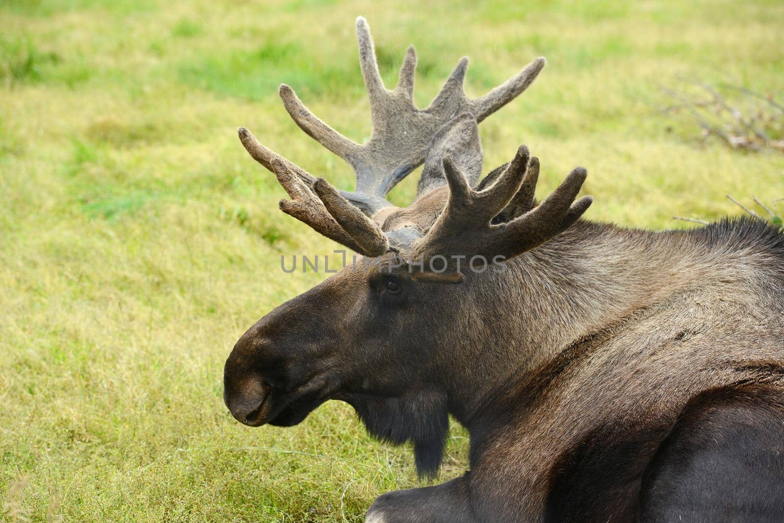 moose by porbital