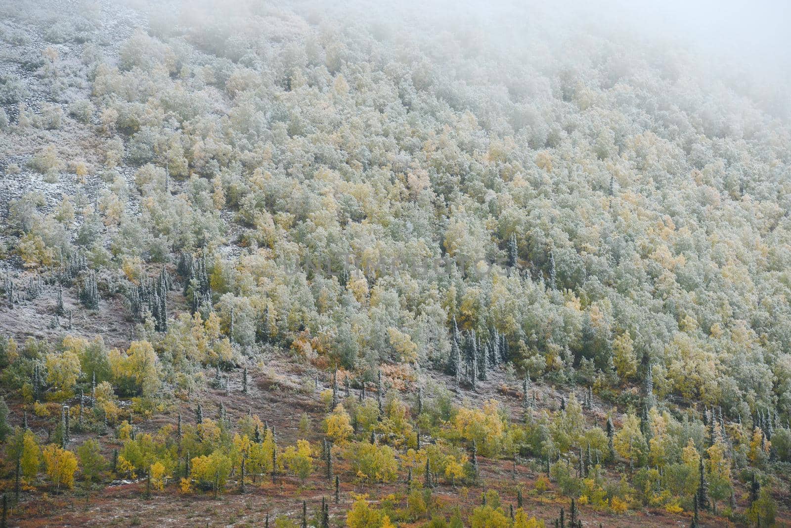 snow in alaskan tundra