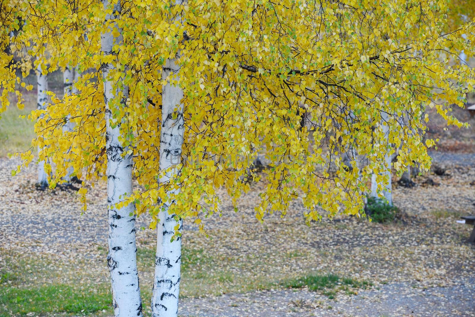 aspen autumn by porbital