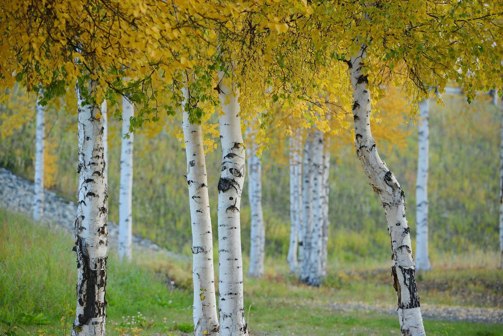 fall color of aspen tree in alaska
