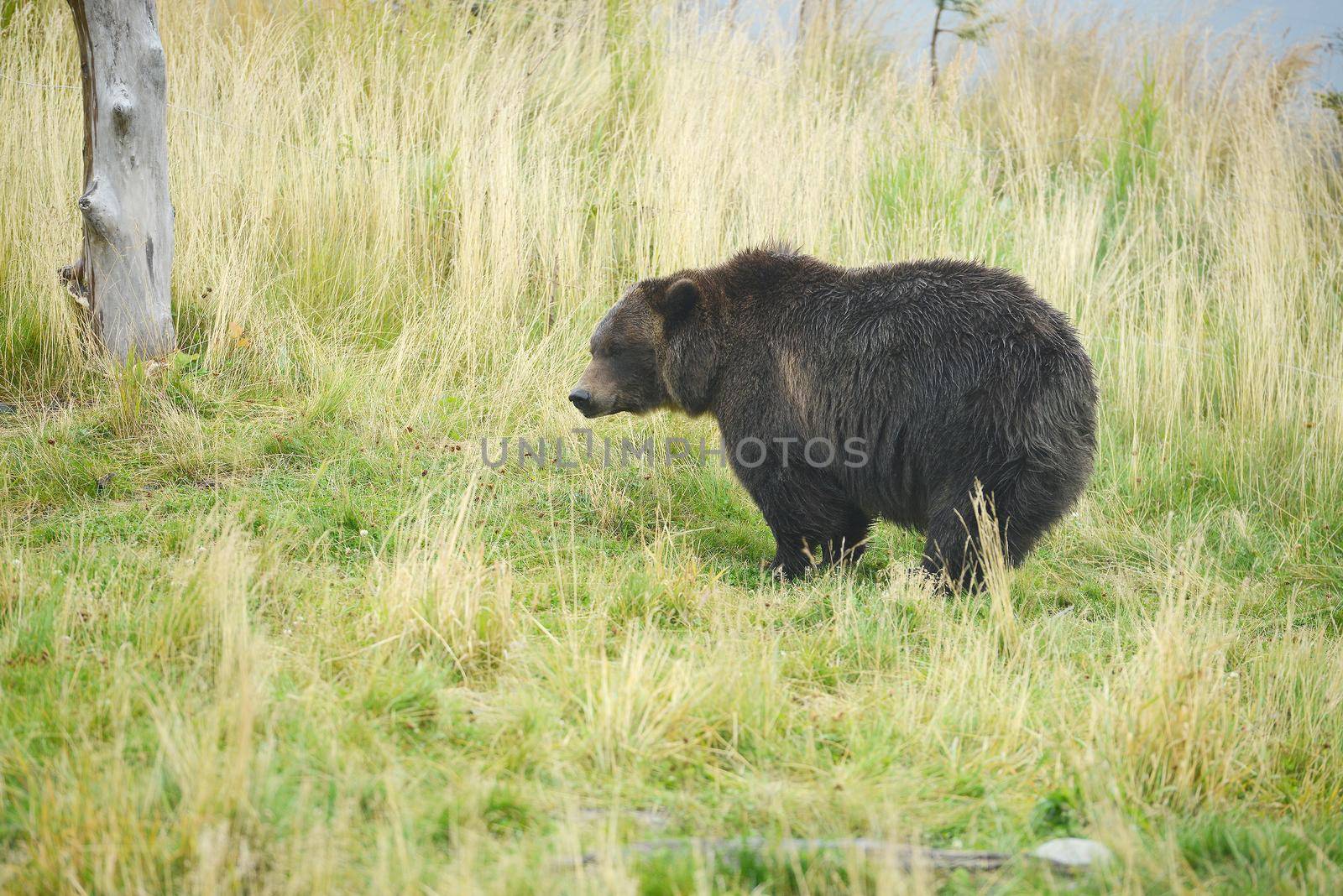 black bear by porbital
