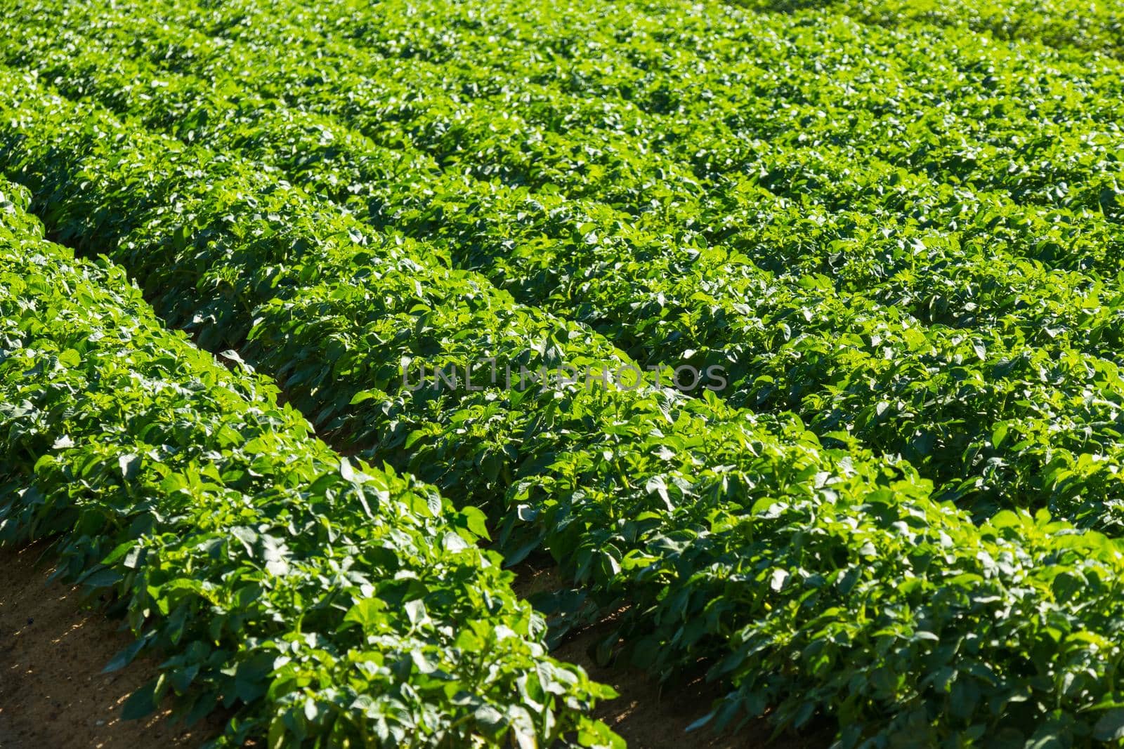 Large potato field with potato plants planted in nice straight rows