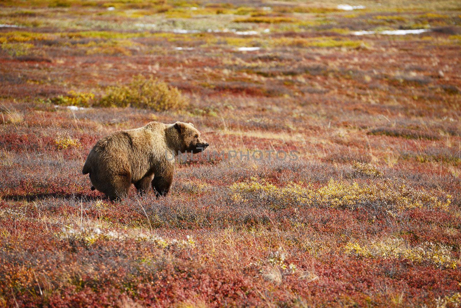 grizzly bear in denali in autumn