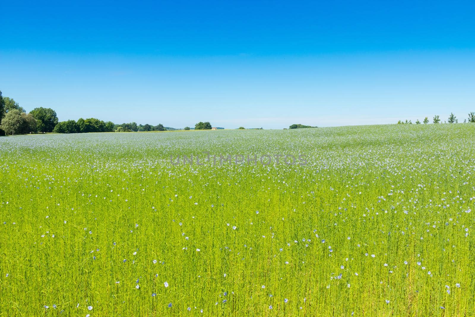 Large field of flax in bloom in spring