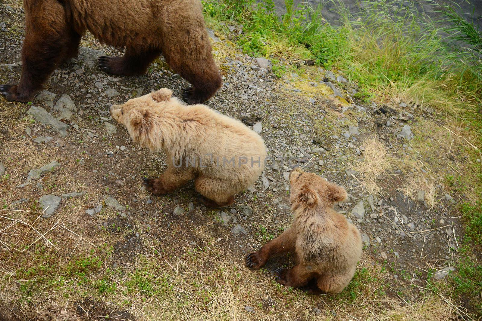 bear cubs and mother on a grass area on brooks river shore in katmai national park