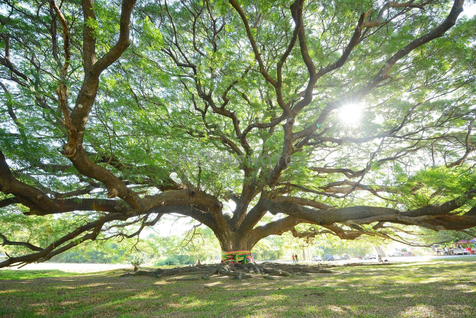 the big tree in thailand with branch