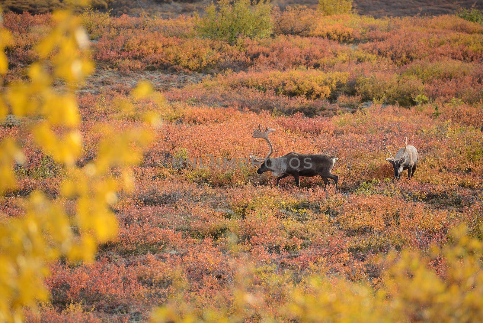 caribou in denali fall color