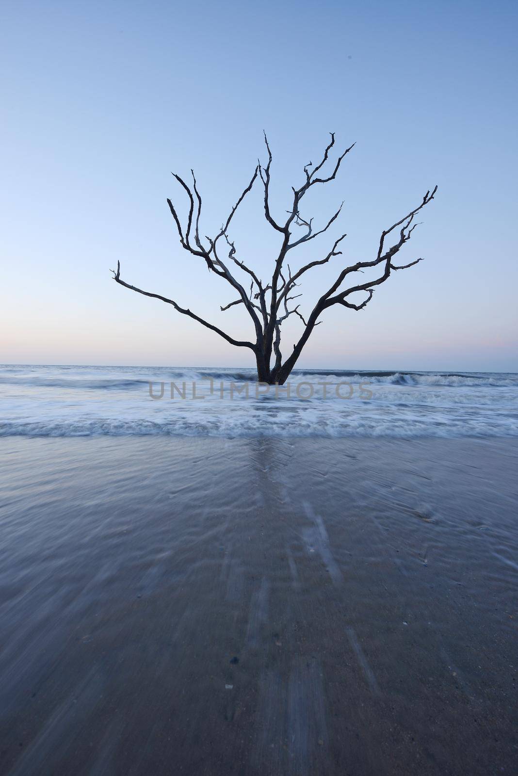 dead tree on beach by porbital