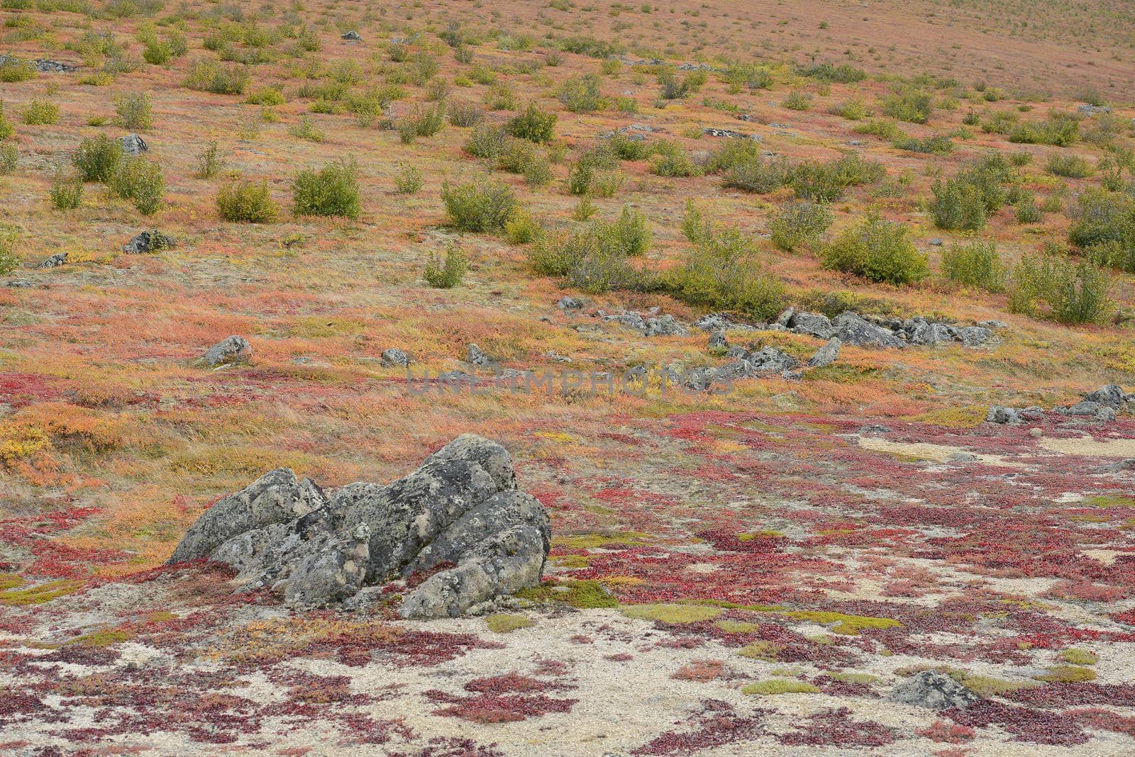 alaskan tundra in autumn