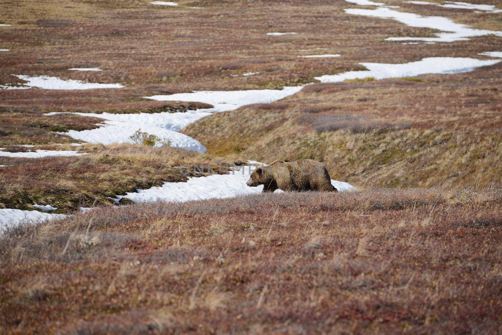 grizzly bear in denali by porbital