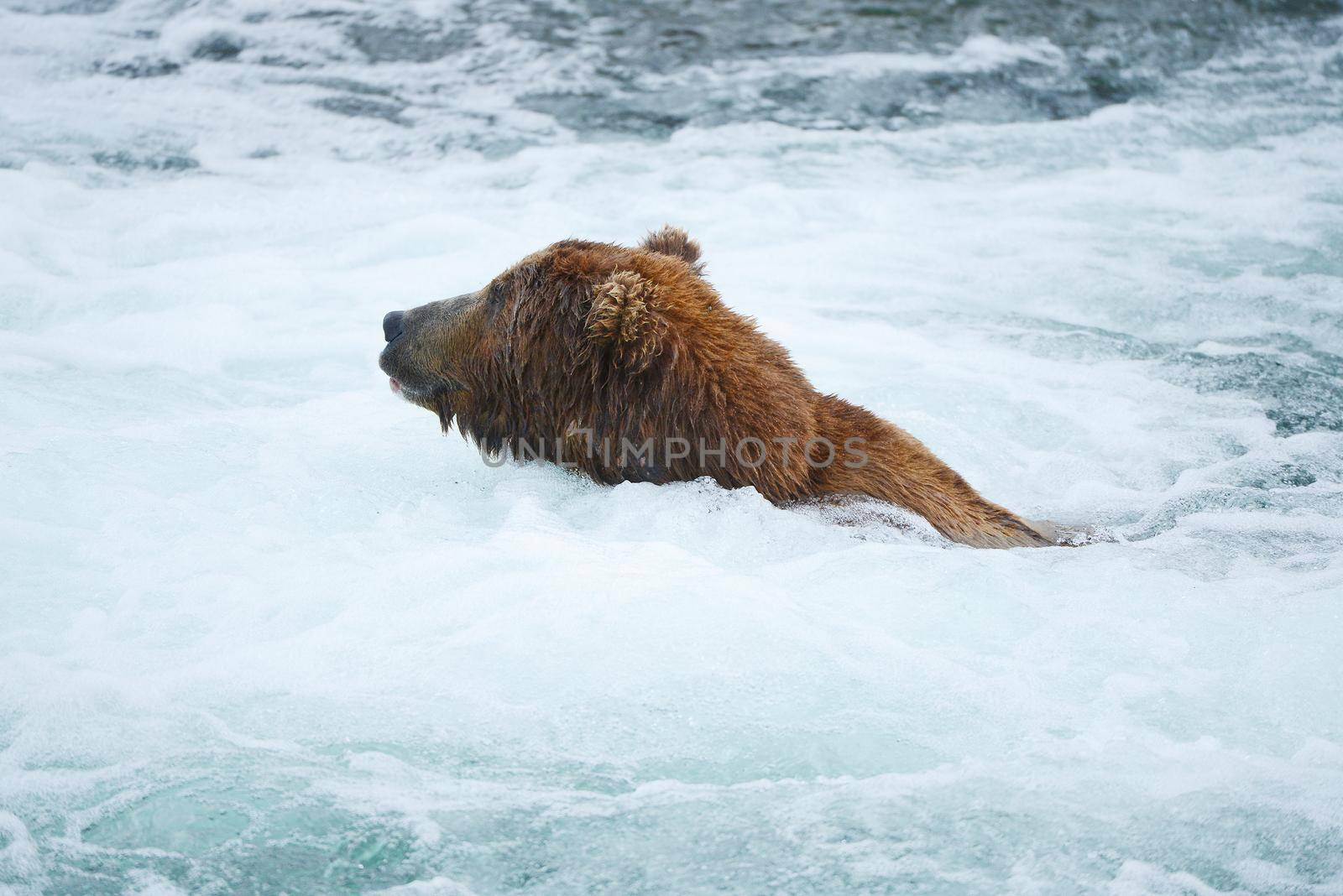 grizzly bear hunting salmon by porbital