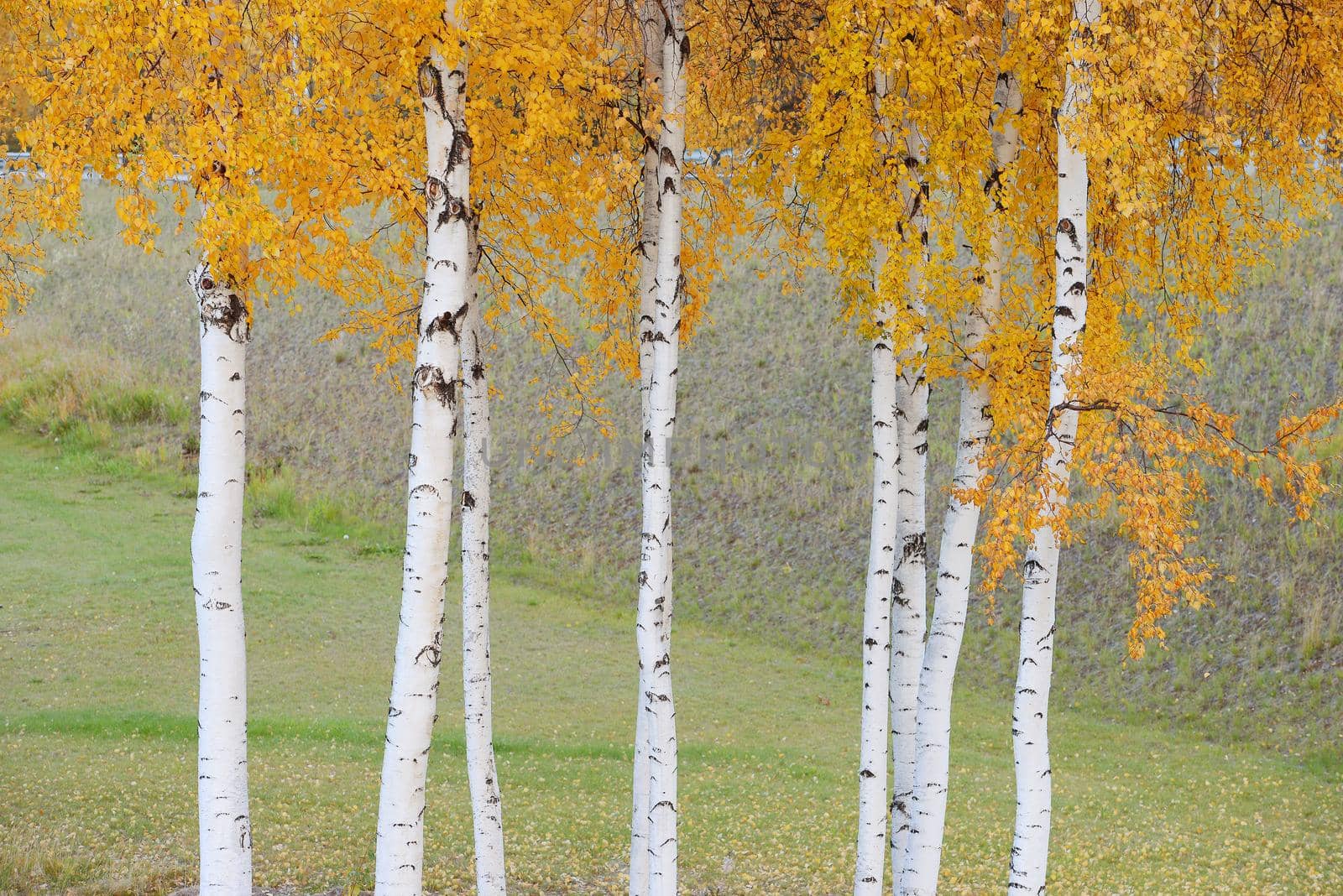 fall color of aspen tree in alaska